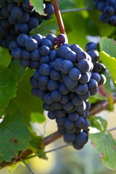 Logis Auberge du Fel