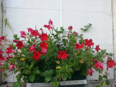 La Truite de la Loue