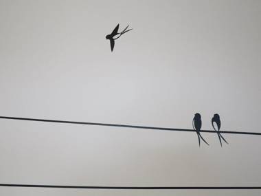 Sarl La Ferme de Maraval