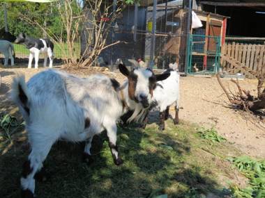 Villa de 6 chambres avec piscine privee jacuzzi et jardin clos a Ottonville
