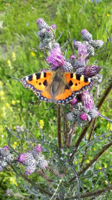 VVF Villages « Les Sucs du Velay » Saint-Julien-Chapteuil