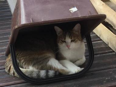 La Parisienne des Amognes