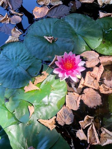 Aux Oiseaux de Provence