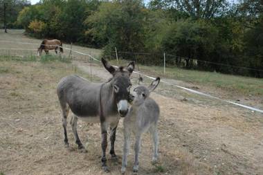 Villa Gites Chambre d hôtes avec piscine Dordogne 2-4-6-8-10 personnes