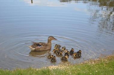 Chambre d’hôtes La Ferté