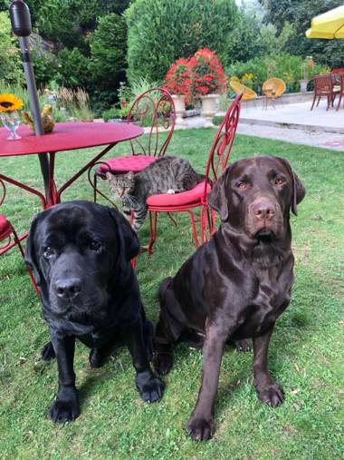 Manoir des Cavaliers - BnB