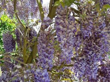 Gîte Luzillé 3 pièces 4 personnes - FR-1-381-303