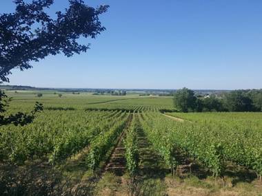 Au creux des vignes