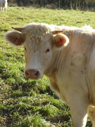 Aux 2 Puys - Gîte "Le Lemptégy"