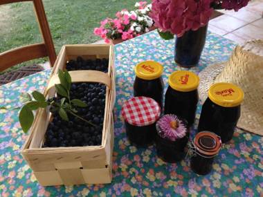 Les Arums de Sanguinet