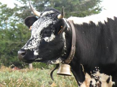 Gîte Ferdrupt 2 pièces 2 personnes - FR-1-589-101