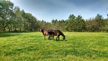 earl domaine du plec