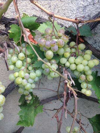 B&B Au Pain Quotidien