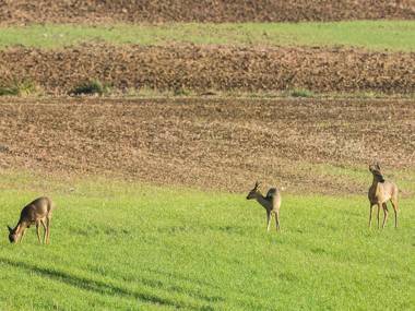 Cozy Holiday Home in Droyes North France with Terrace