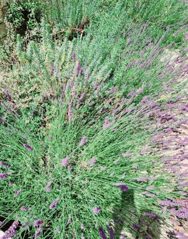 Barbarens Maison d'hotes