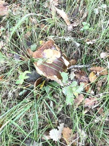Maison de 4 chambres avec piscine privee jacuzzi et jardin clos a Puygaillard de Quercy