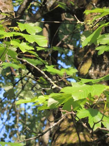 Hôtel Restaurant les Platanes
