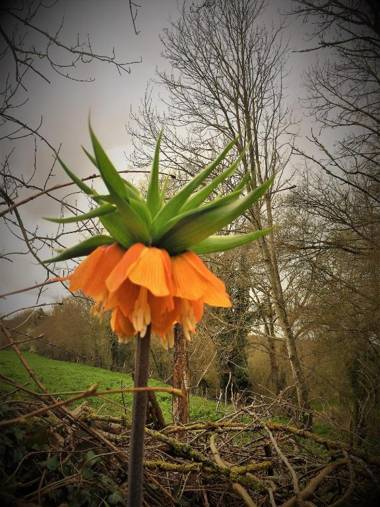 A l'Aube des Volcans