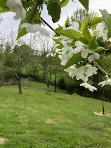 A l'Aube des Volcans
