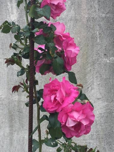 B & B Florence et Francis