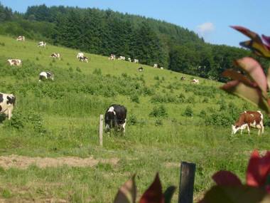 Gîte Saint-Romain-d'Urfé 5 pièces 9 personnes - FR-1-496-36