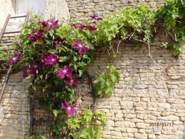 Safranière de la Venelle du Moulin