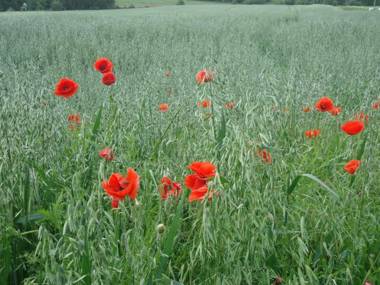 Gîte Bais 4 pièces 6 personnes - FR-1-600-19