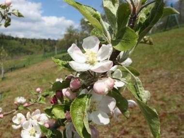 Gîte Combrimont 3 pièces 4 personnes - FR-1-589-367