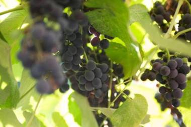 Guest House Beautiful Tbilisi - Cool & Cozy Apartments