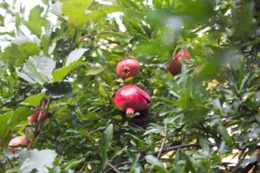 Guest House Beautiful Tbilisi - Cool & Cozy Apartments