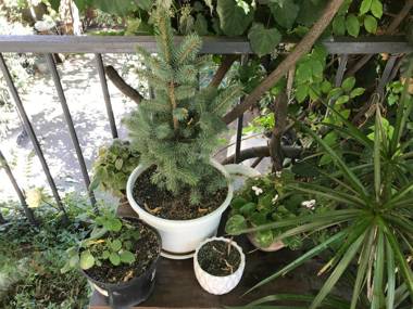 Talaveri Apartment in Old Tbilisi