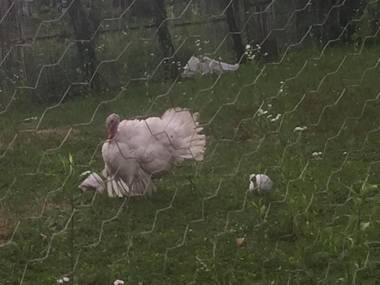 Lazuri Keria Family Guesthouse