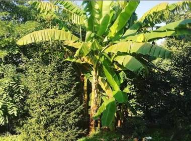 Wooden House Tsikhisdziri