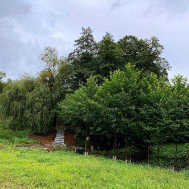 Villa Okhomira / აგარაკი ოხომირა