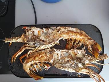 L'oiseau du Paradis vue mer