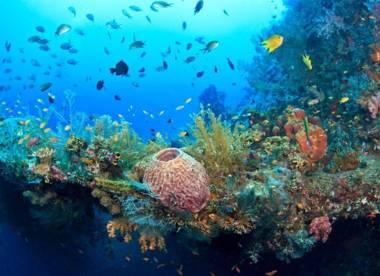 Insolite Ara Wakan / Ma cabane