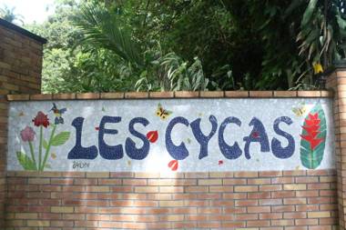 Les Cycas