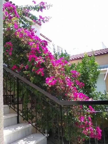Aegina's Flowers house