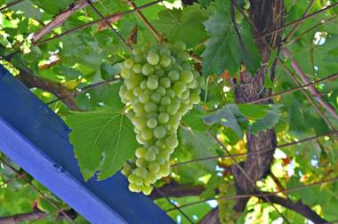 Sergiani Garden Hotel Apartments