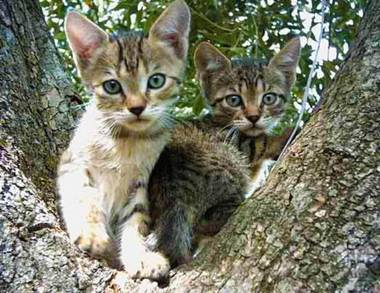 Haus Lemoni - Studio