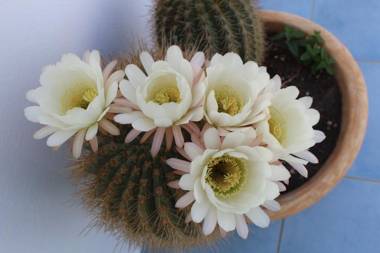 Inaxos studios viewing Apollo temple.