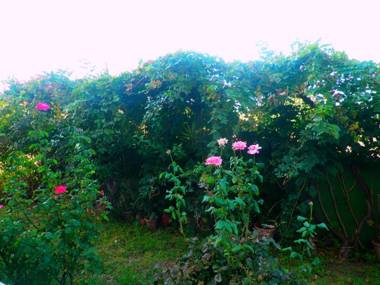 Alexia Apartments & Studios