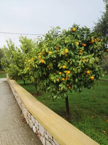 Apartment in Olive Grove