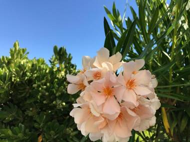 Sea Breeze Hotel Apartments & Residences Chios