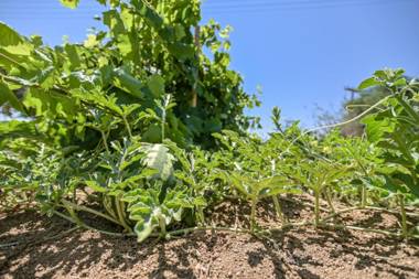 Naxian Garden of Senses