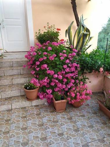 Garden Of Olive Trees