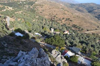 Garden Of Olive Trees