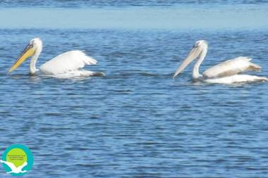 Koronisia Apartments
