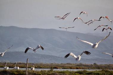 Koronisia Apartments