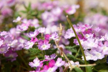 Arenaria L. Villas Complex